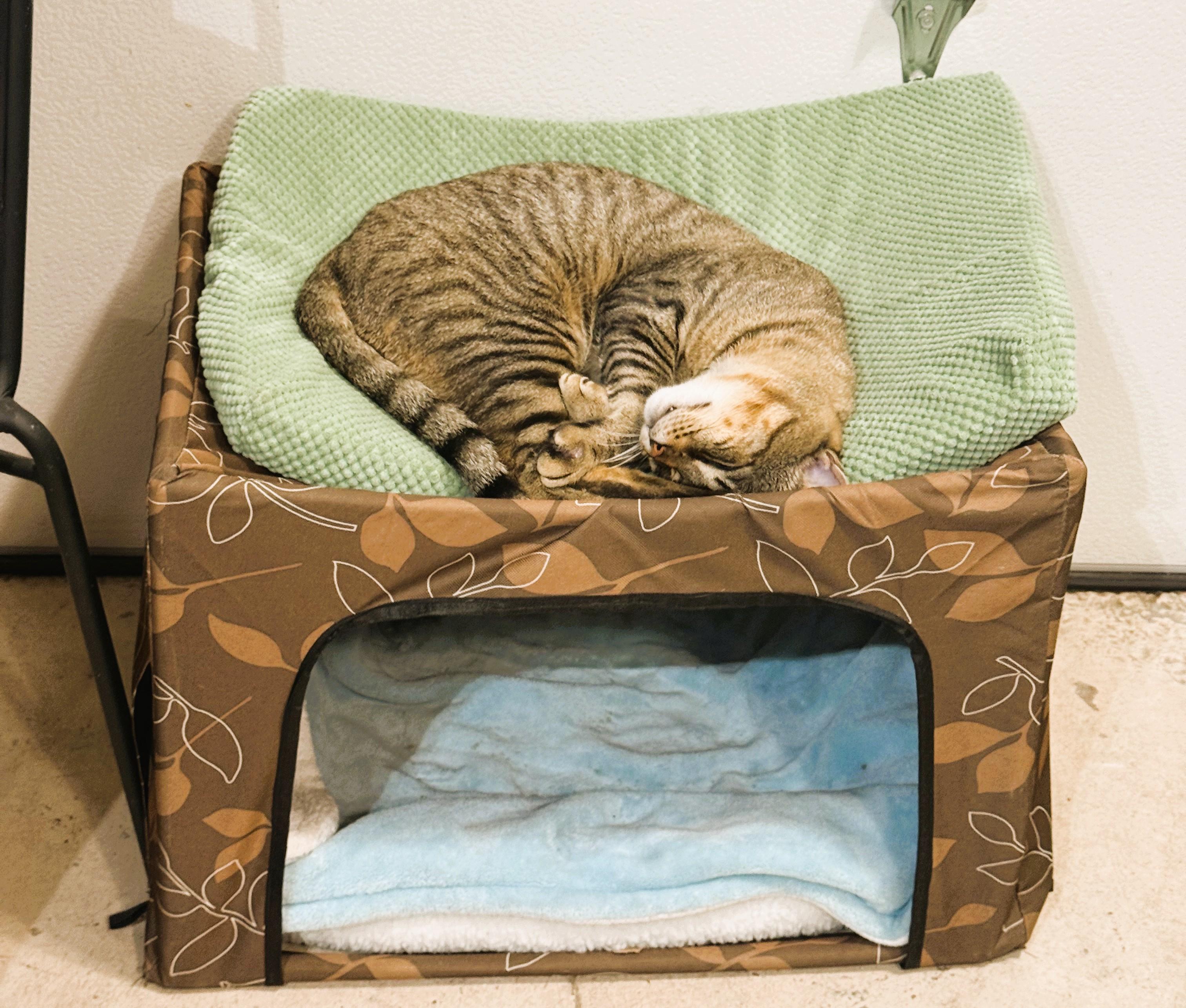 Enlarge Brooke, a Adoptable Domestic Short Hair in South Ozone Park, NY image 3/5