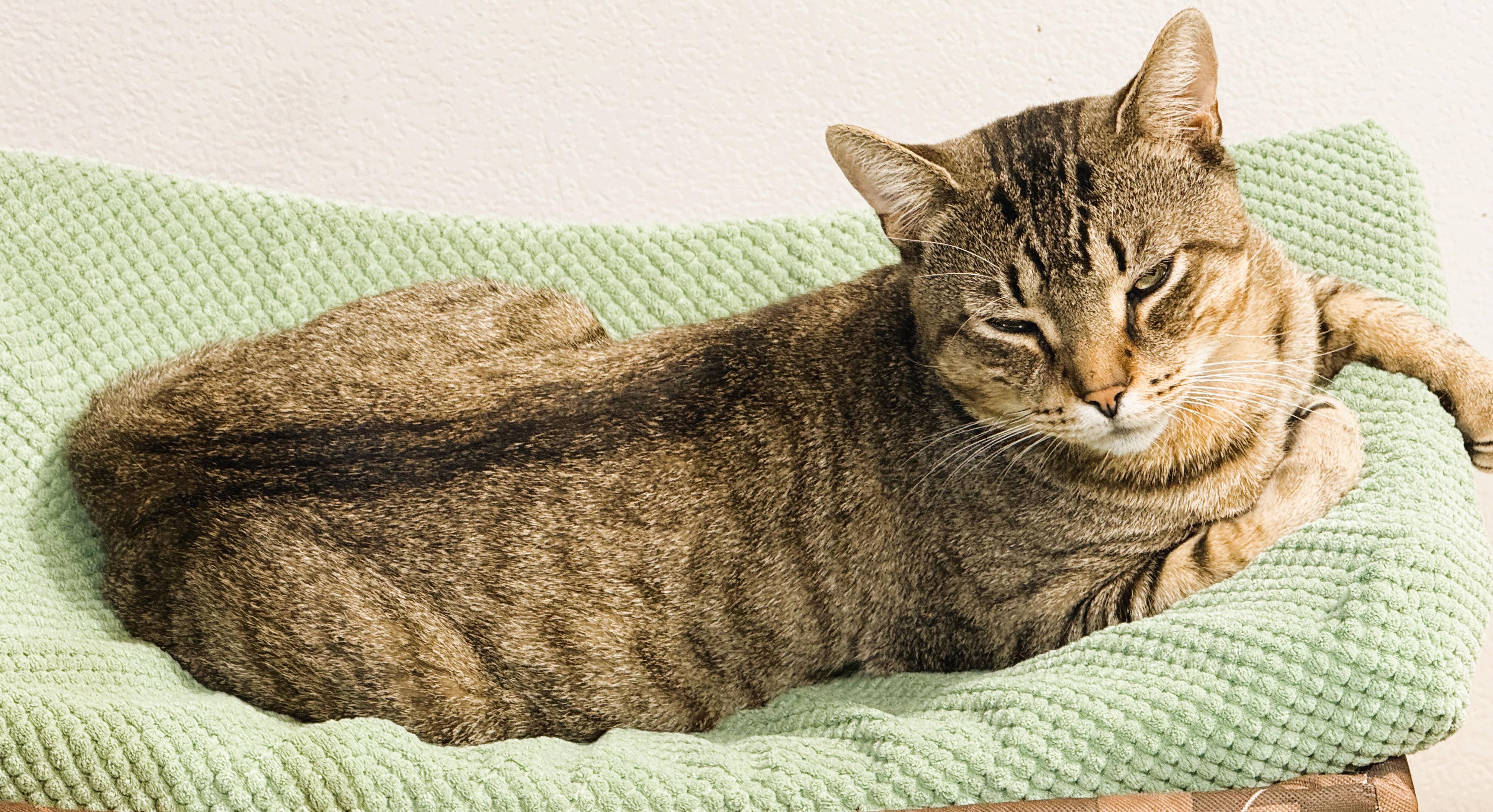 Enlarge Brooke, a Adoptable Domestic Short Hair in South Ozone Park, NY image 4/5