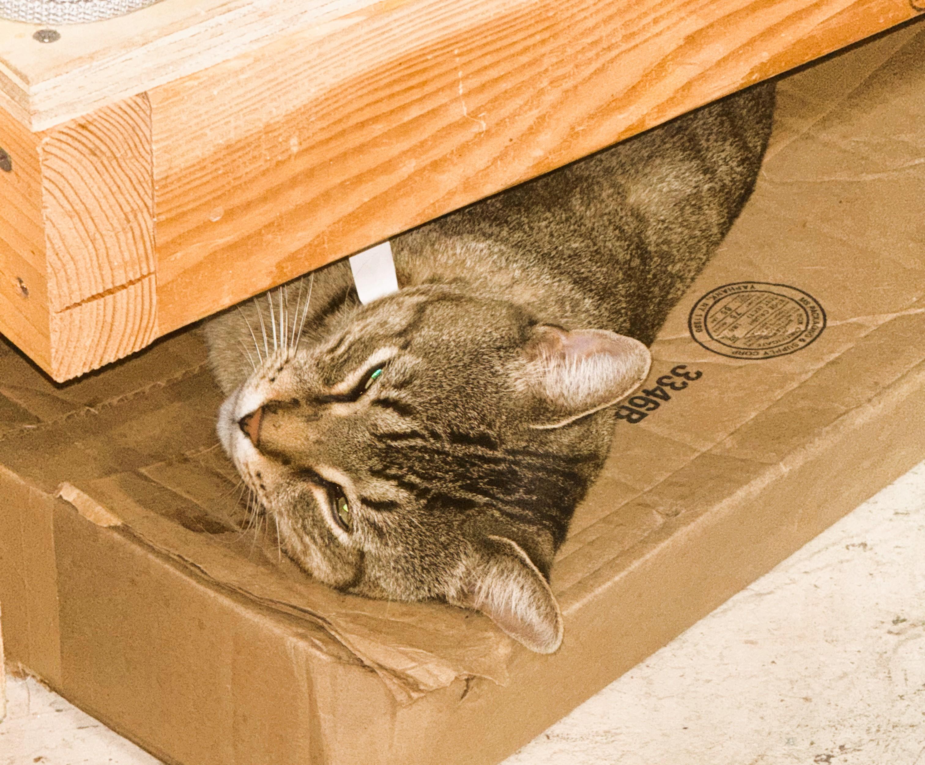 Enlarge Brooke, a Adoptable Domestic Short Hair in South Ozone Park, NY image 5/5