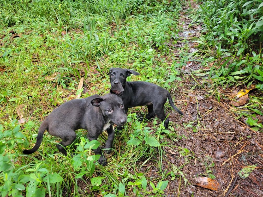 Max and Mary, a Adoptable mixed breed in Savannah, GA image 2/3