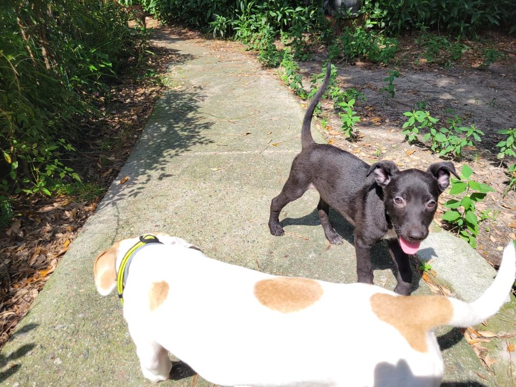 Max and Mary, a Adoptable mixed breed in Savannah, GA image 3/3