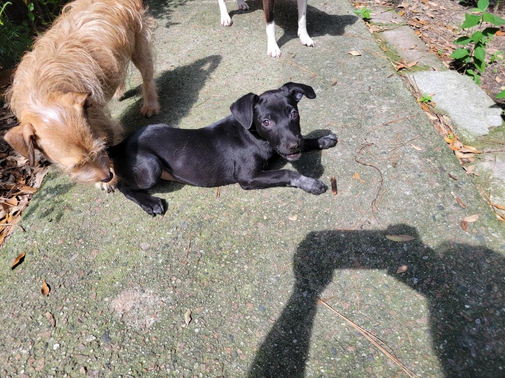 Max and Mary, Adoptable, Puppy Male Rat Terrier & Black Labrador Retriever.