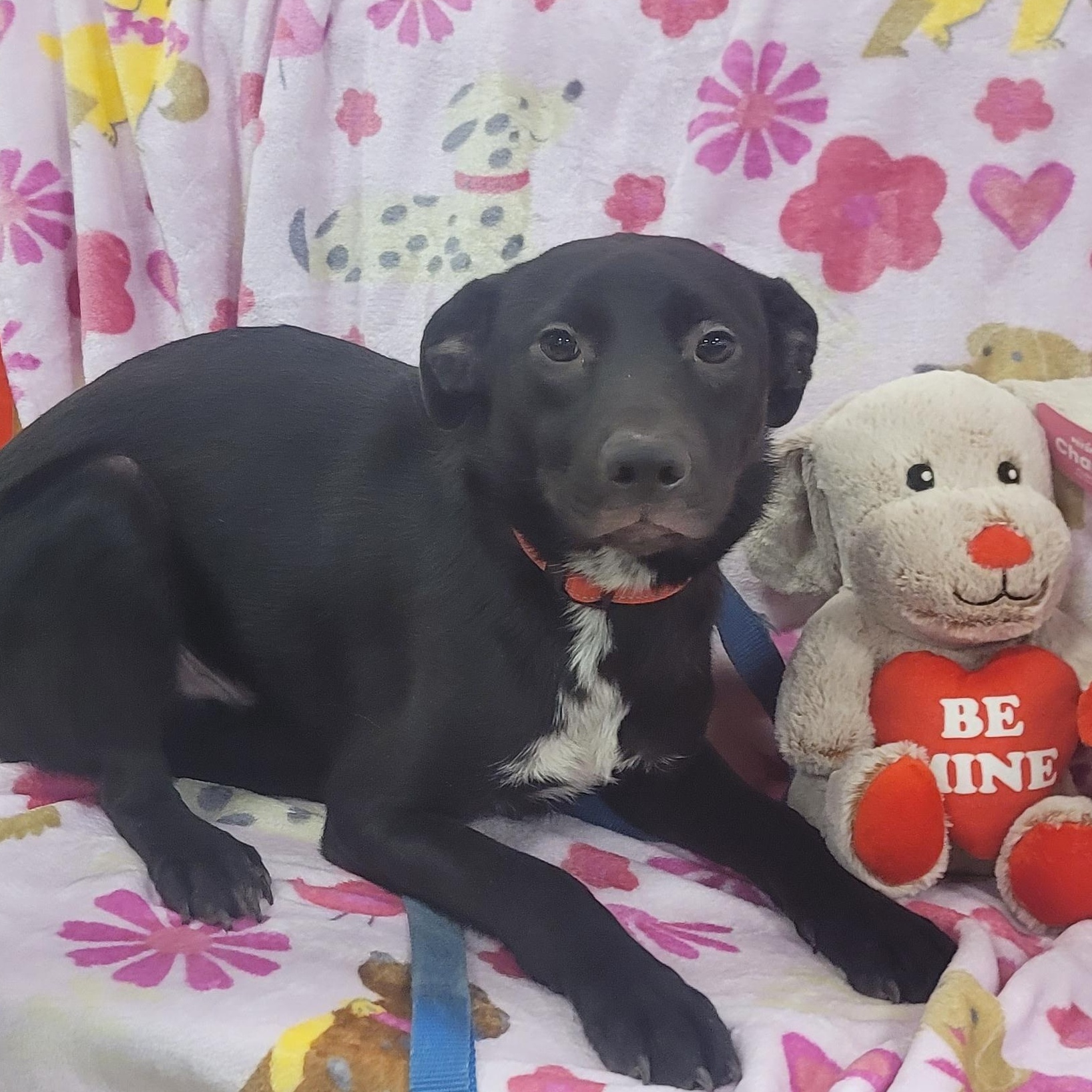 Enlarge Max , a Adoptable mixed breed in Savannah, GA image 1/3