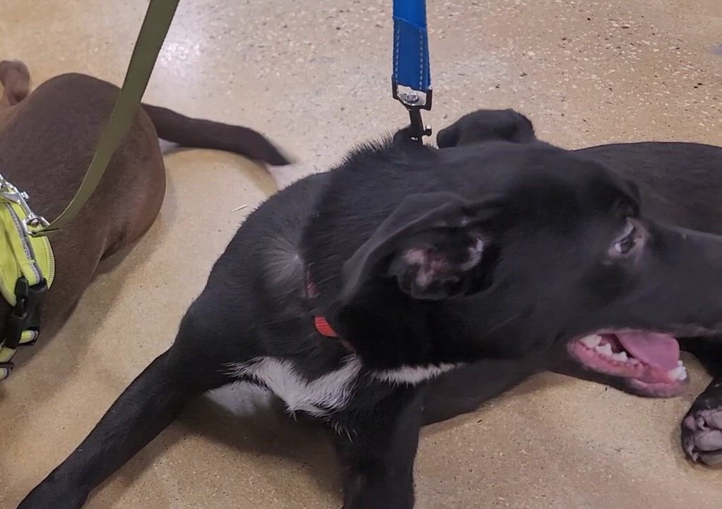 Enlarge Max , a Adoptable mixed breed in Savannah, GA video 4/4