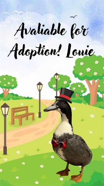 Enlarge LOUIE, a Adoptable Duck in Salinas, CA image 1/1