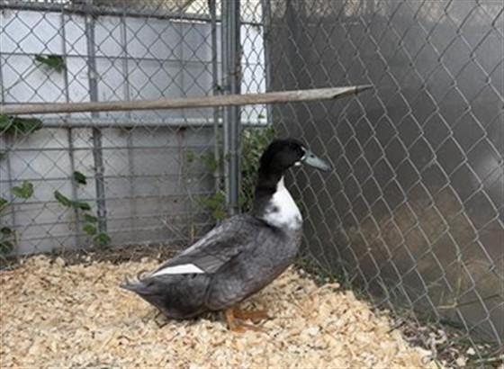 Enlarge LOUIE, a Adoptable Duck in Salinas, CA image 1/1