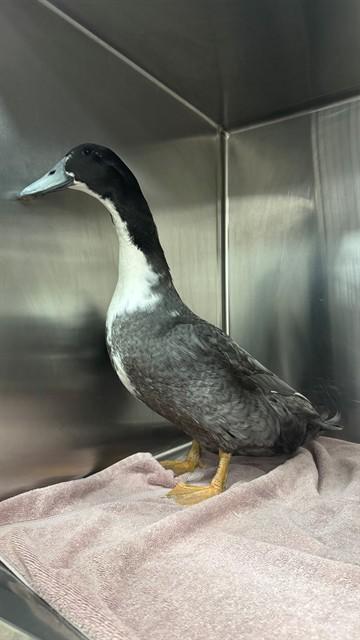 ASHER, Adoptable, Adult Male Duck.