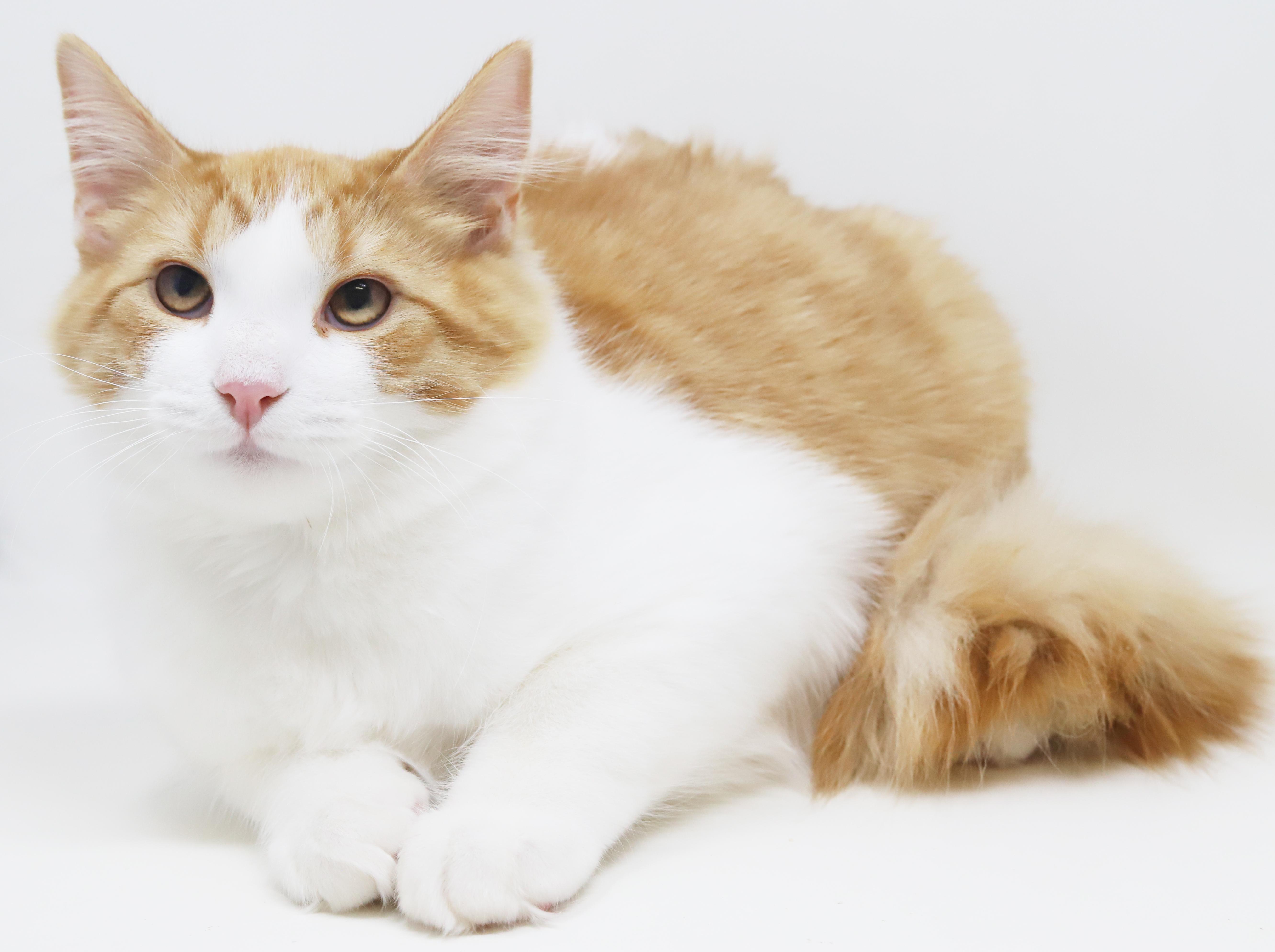 Enlarge Sunkist will make your life brighter!  Orange cuteness!  CAN BE SHY AT FIRST, a Adoptable mixed breed in Bedford Hills, NY image 2/6