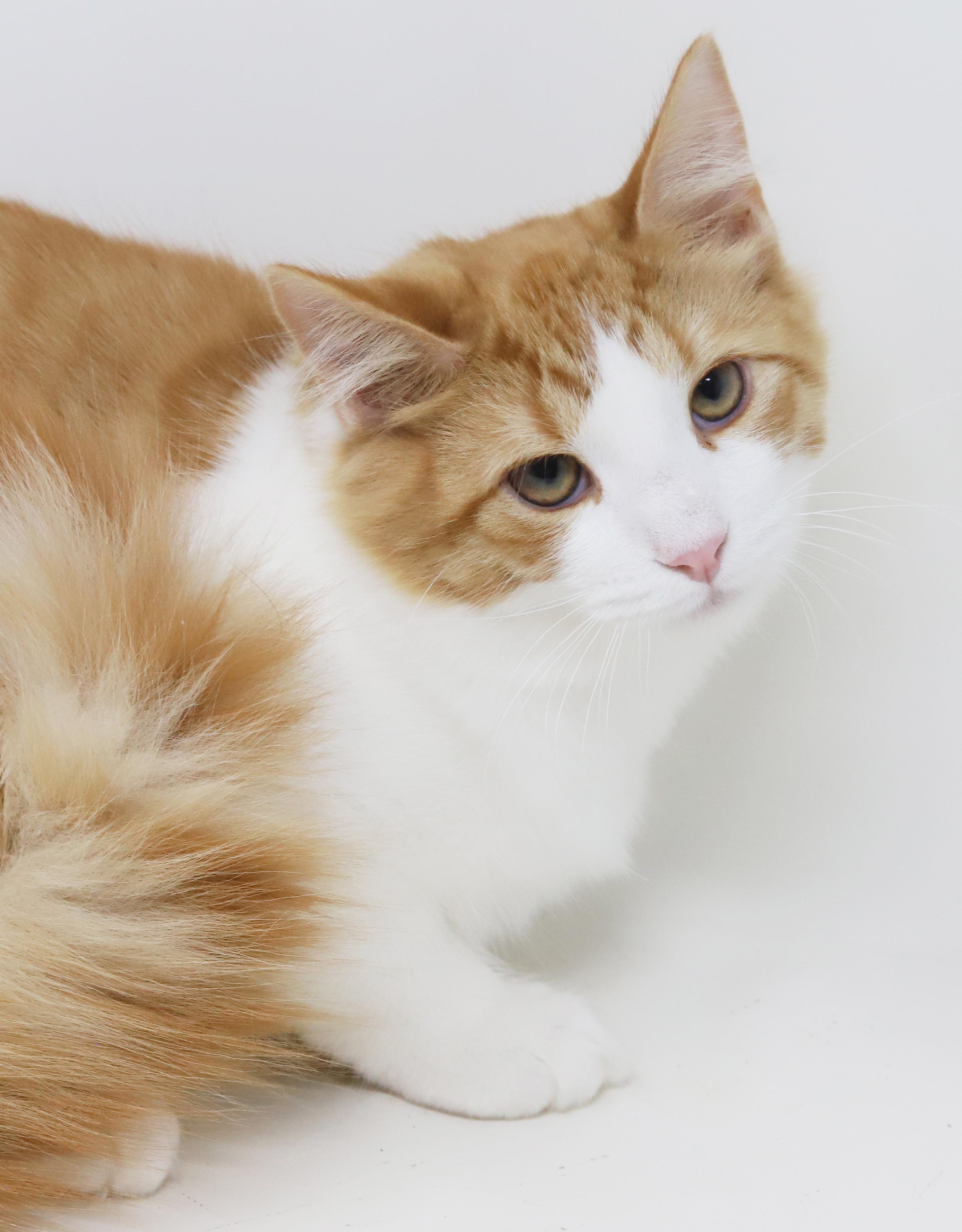 Sunkist will make your life brighter!  Orange cuteness!  CAN BE SHY AT FIRST, Adoptable, Kitten Male Ragdoll & Turkish Van.