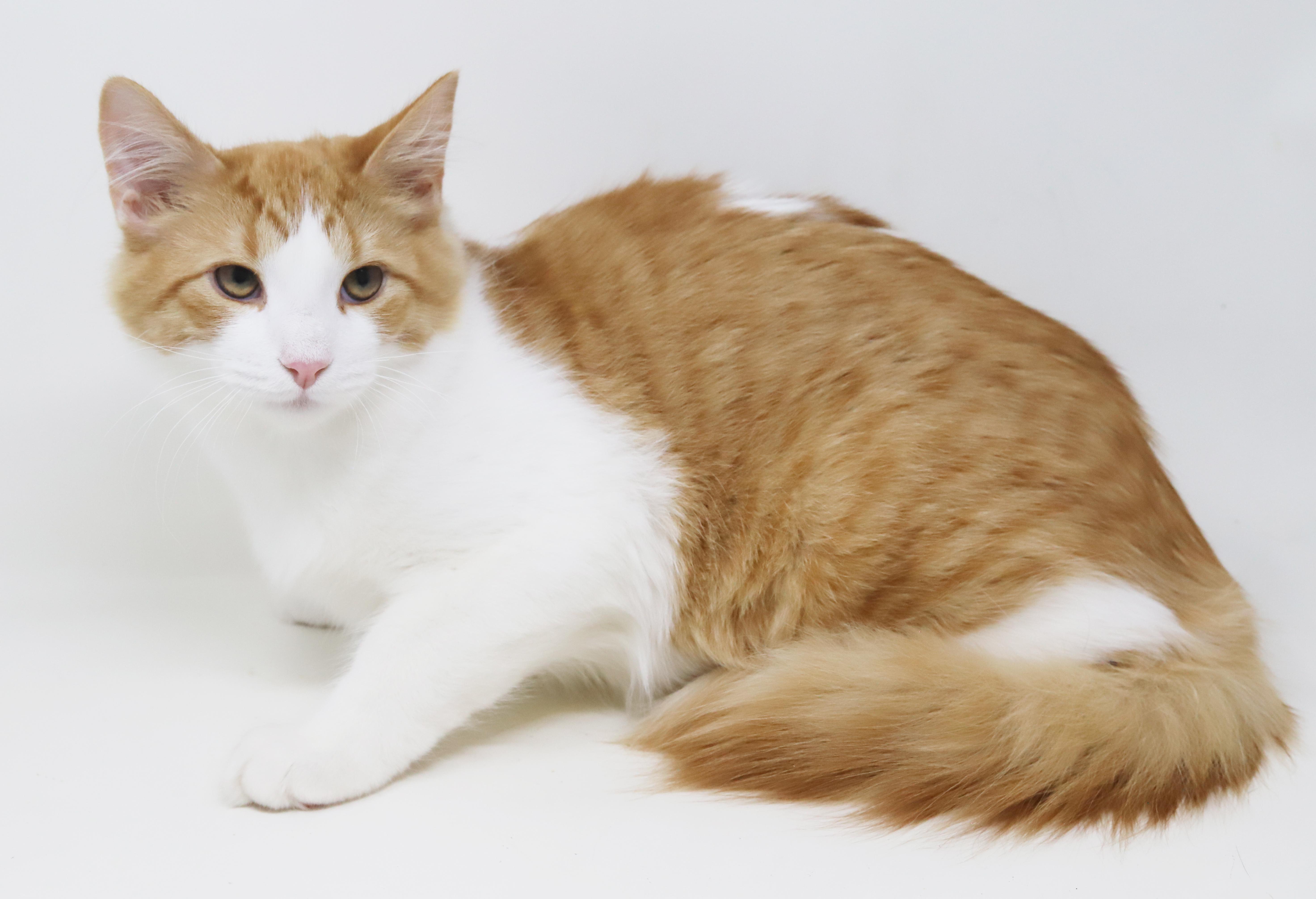 Enlarge Sunkist will make your life brighter!  Orange cuteness!  CAN BE SHY AT FIRST, a Adoptable mixed breed in Bedford Hills, NY image 6/6