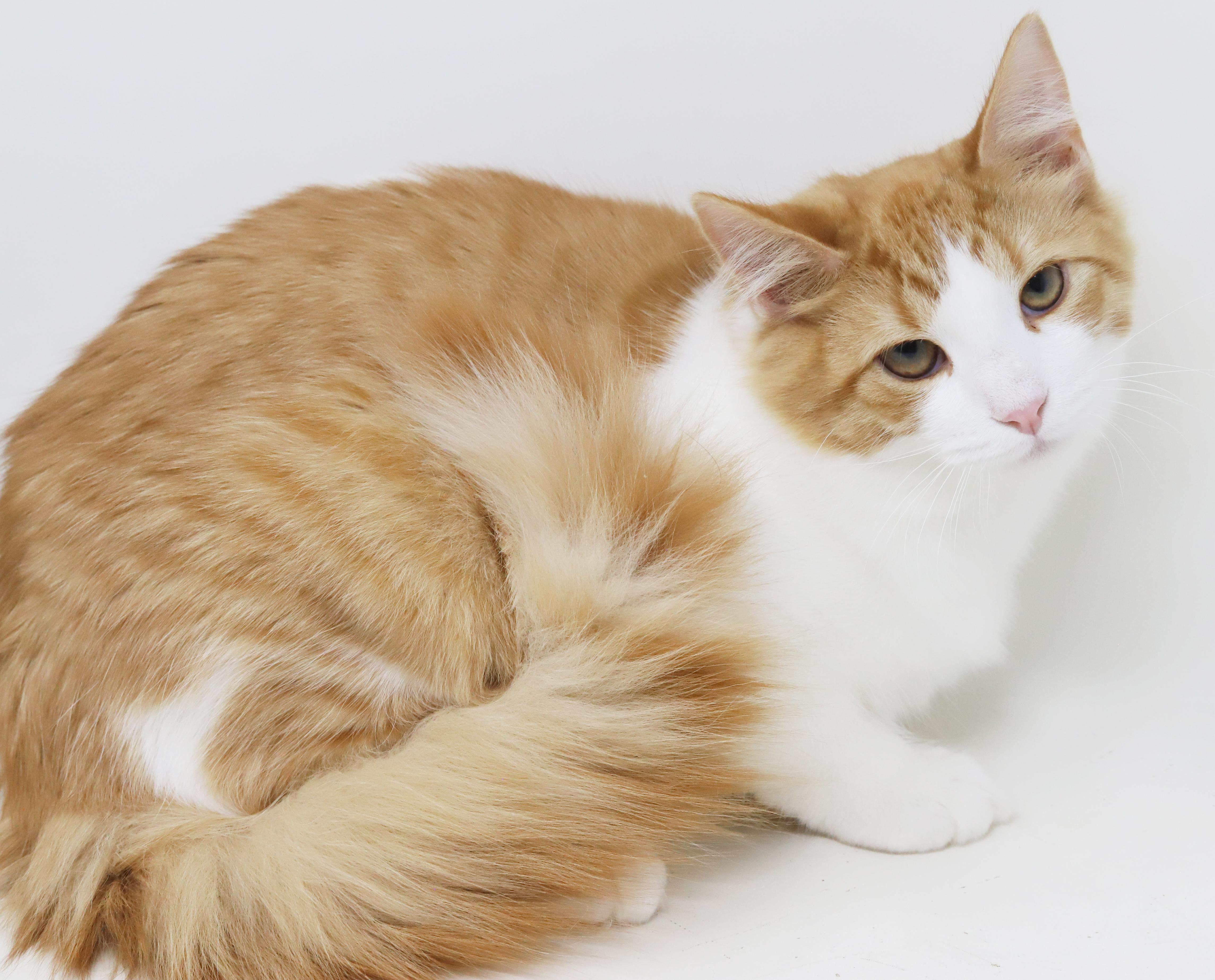 Enlarge Sunkist will make your life brighter!  Orange cuteness!  CAN BE SHY AT FIRST, a Adoptable mixed breed in Bedford Hills, NY image 5/6