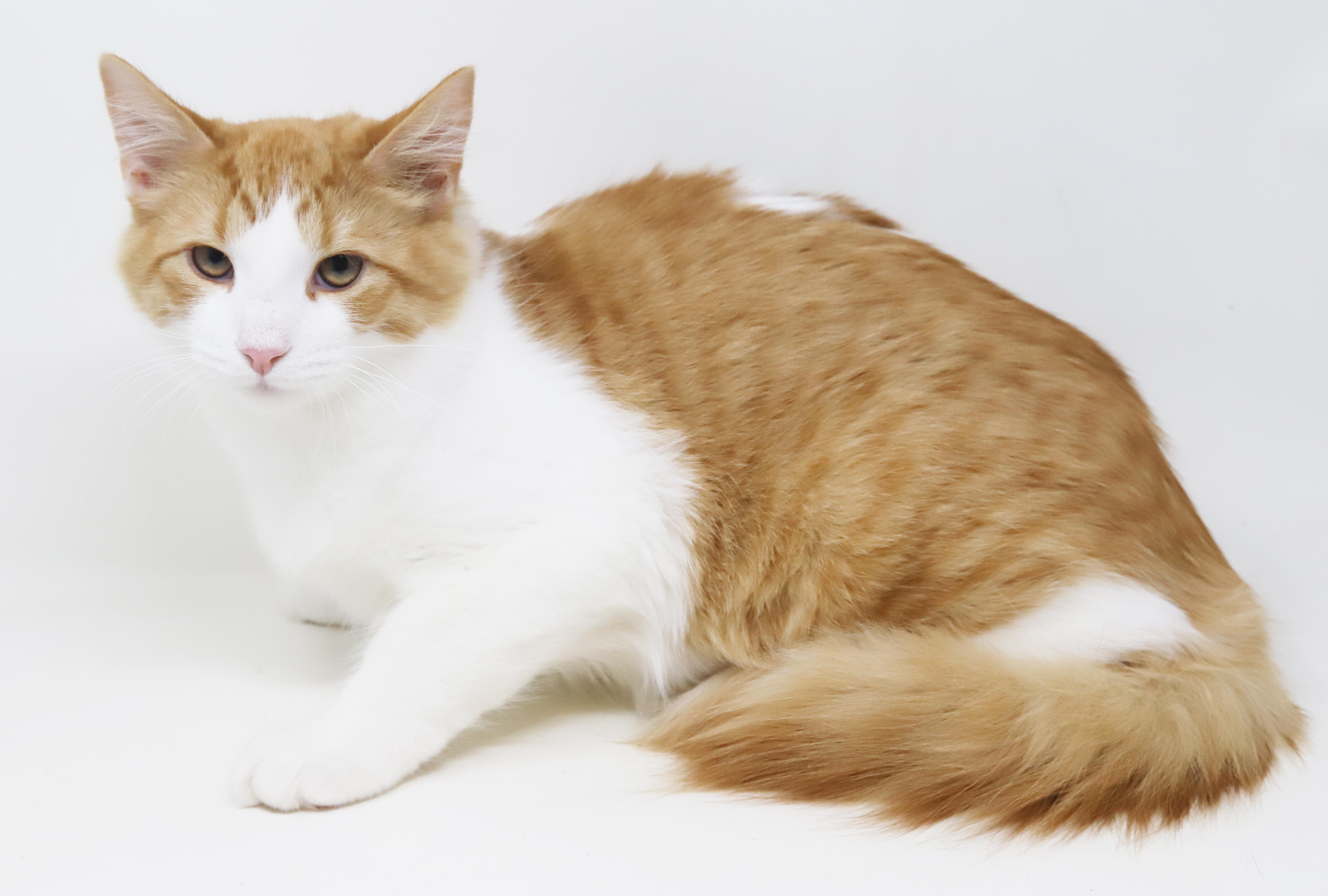 Enlarge Sunkist will make your life brighter!  Orange cuteness!  CAN BE SHY AT FIRST, a Adoptable mixed breed in Bedford Hills, NY image 4/6