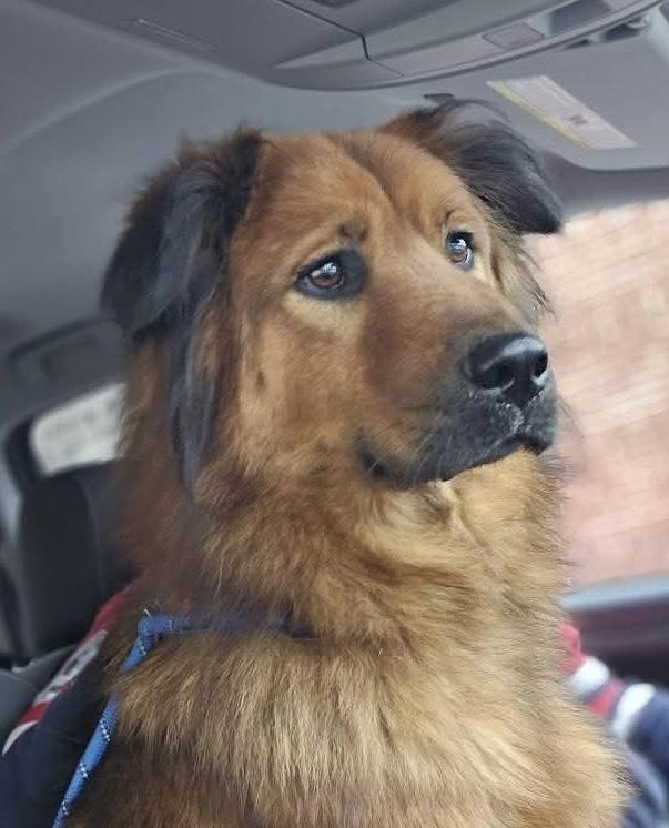 Max, ADOPTABLE, Young Male Australian Shepherd.