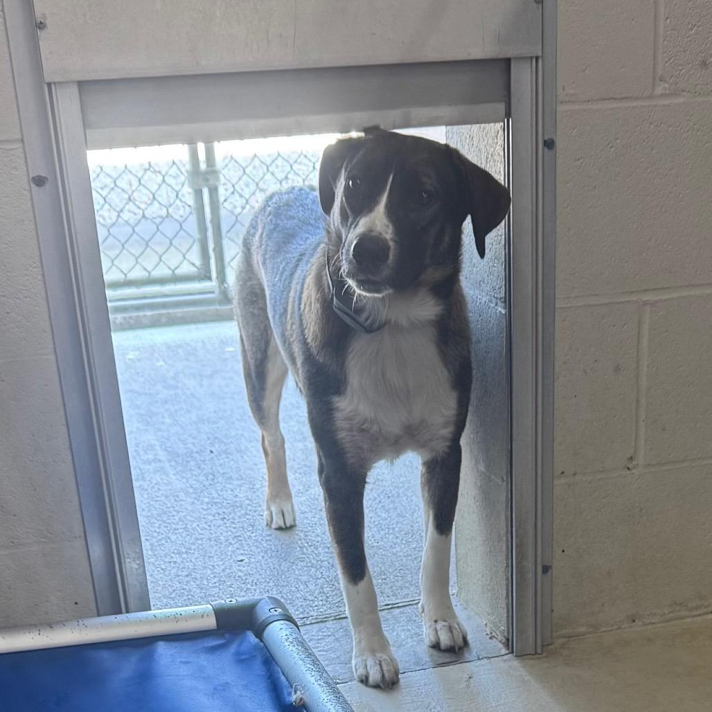 Snoop, Adoptable, Young Male Shepherd & Mixed Breed.