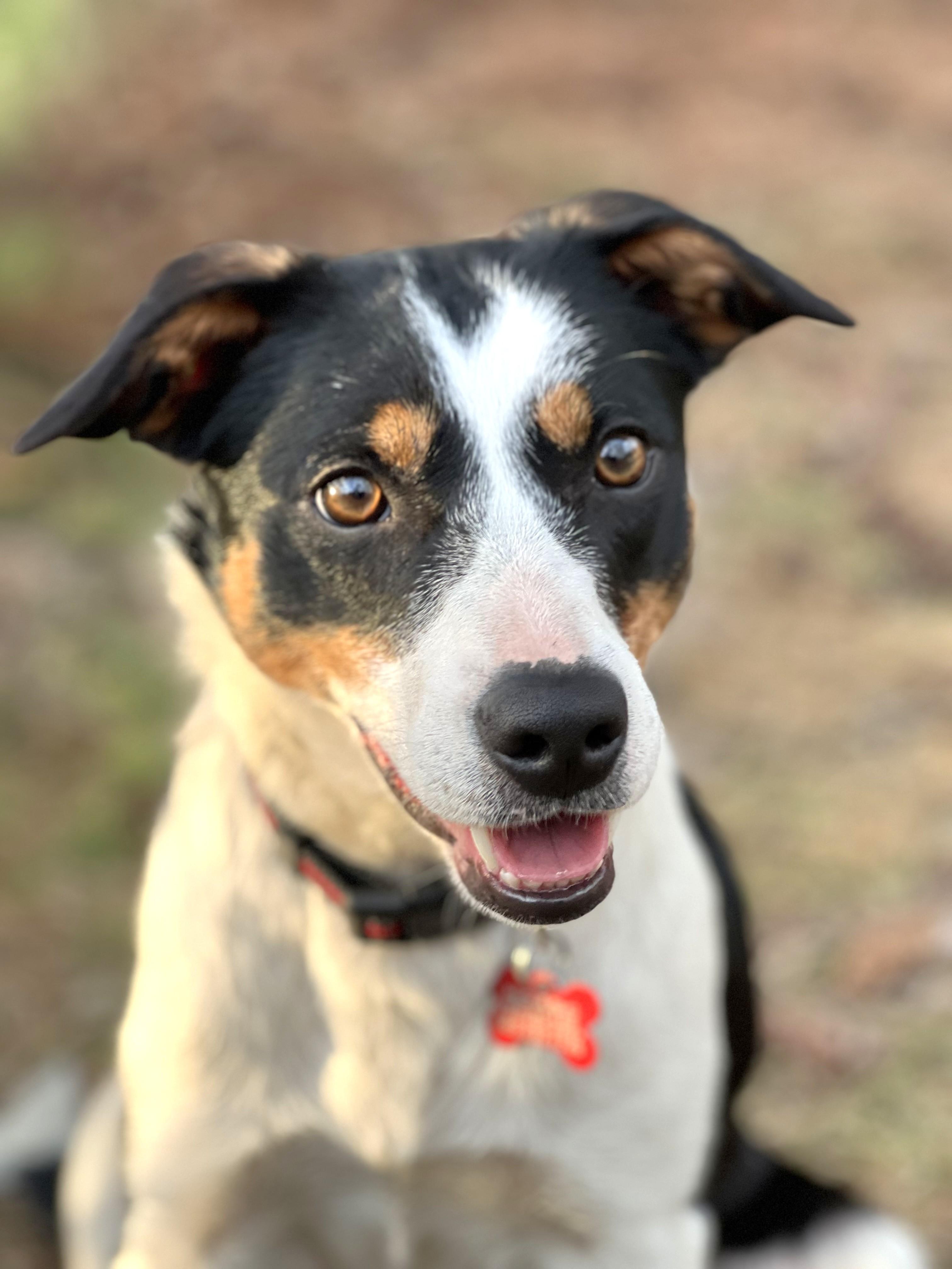 Enlarge Roxie - adopted!, an adopted mixed breed in Minneapolis, MN image 2/6