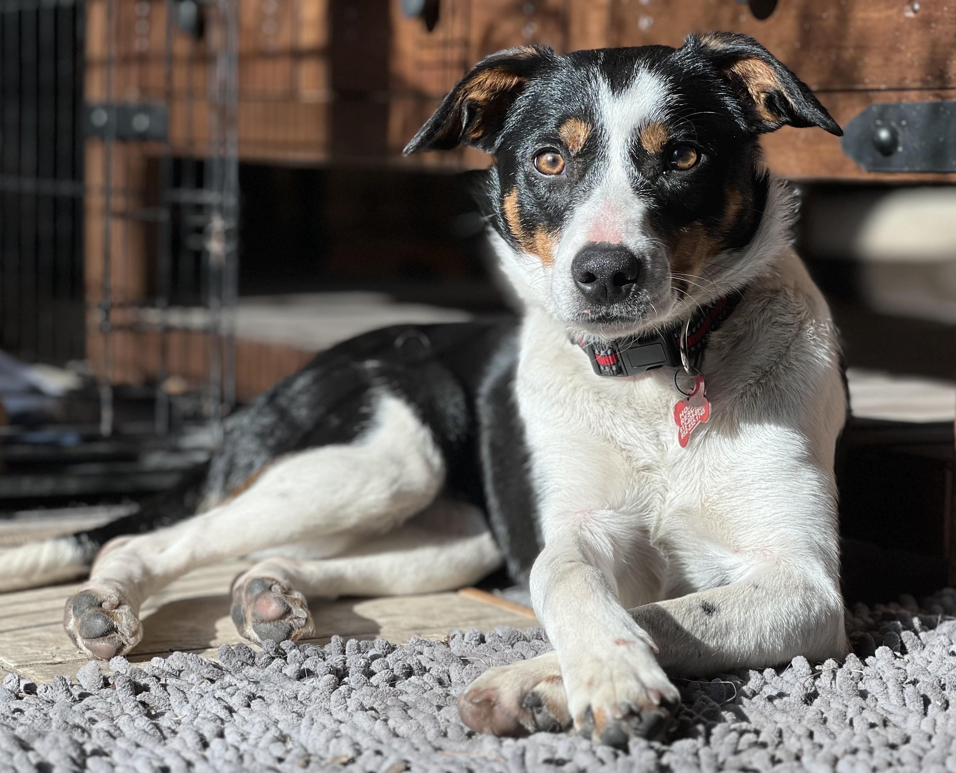 Enlarge Roxie - adopted!, an adopted mixed breed in Minneapolis, MN image 3/6