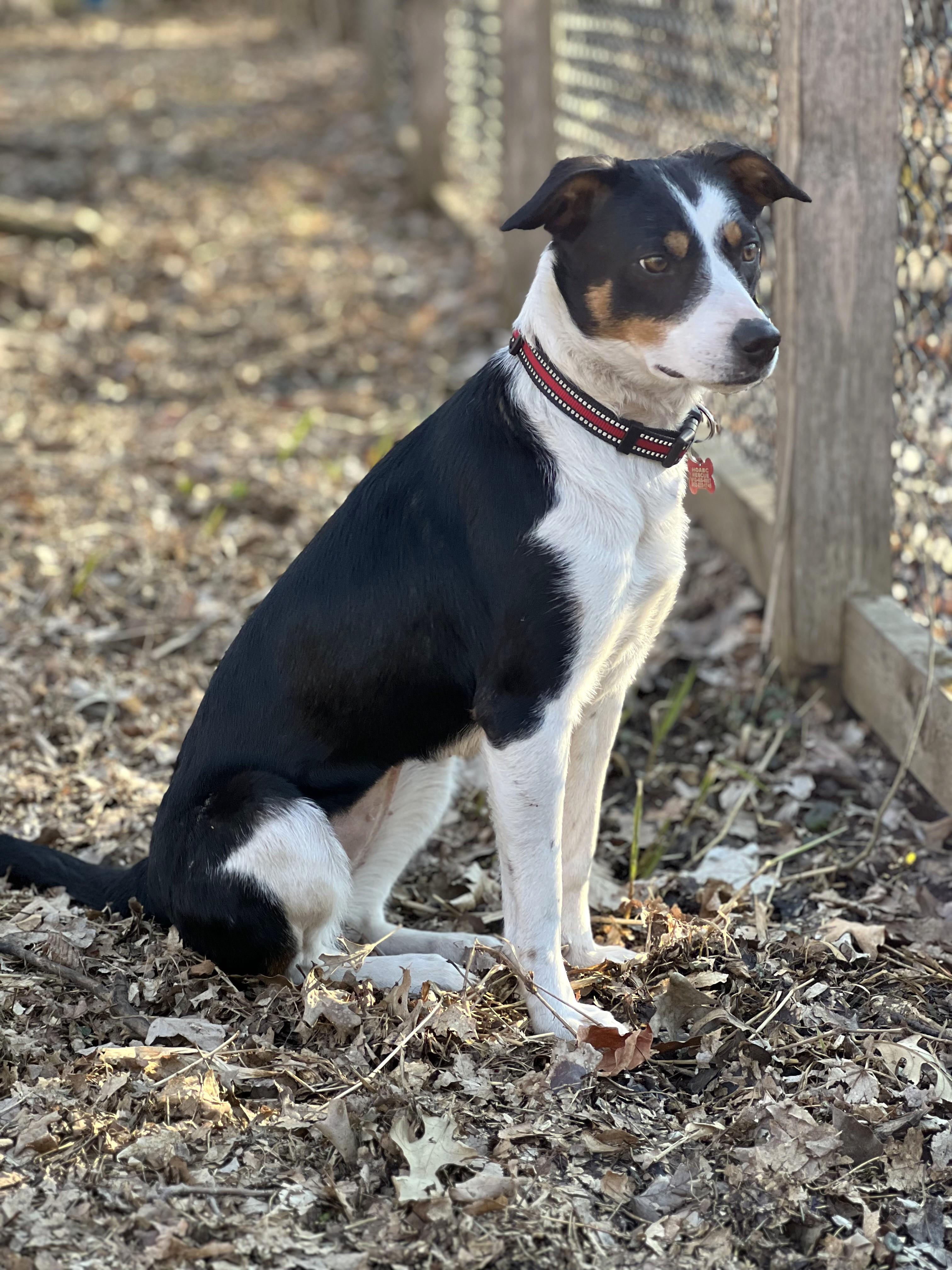 Enlarge Roxie - adopted!, an adopted mixed breed in Minneapolis, MN image 5/6