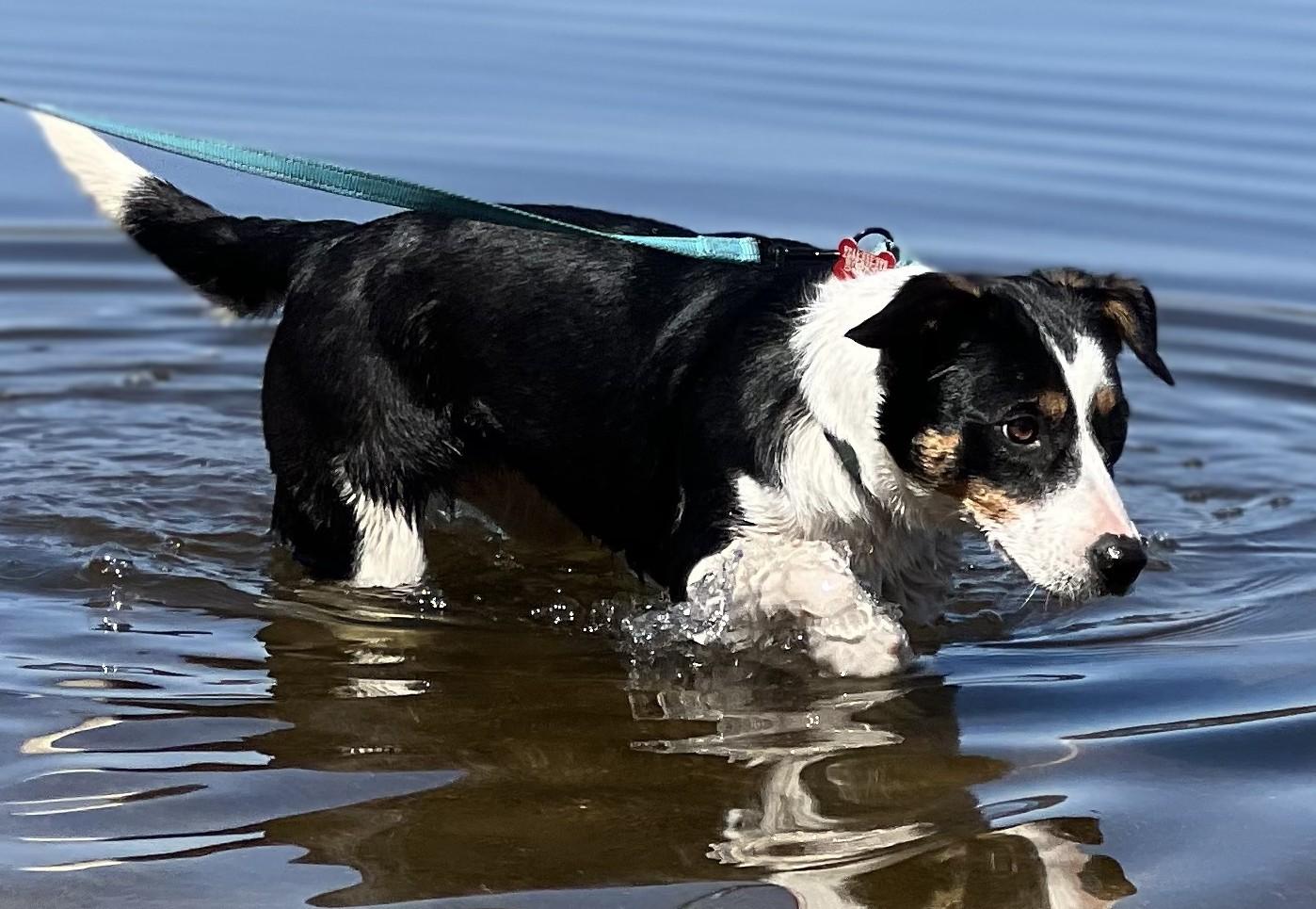 Enlarge Roxie - adopted!, an adopted mixed breed in Minneapolis, MN image 4/6