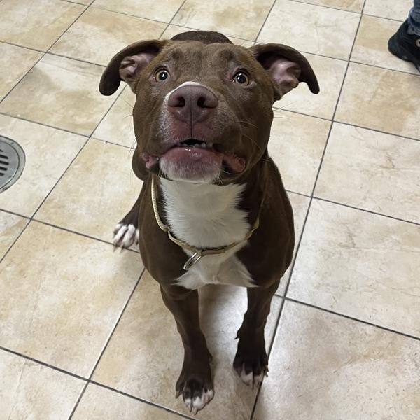 Enlarge Brunswick (mcas), a Adoptable mixed breed in Troutdale, OR image 1/1