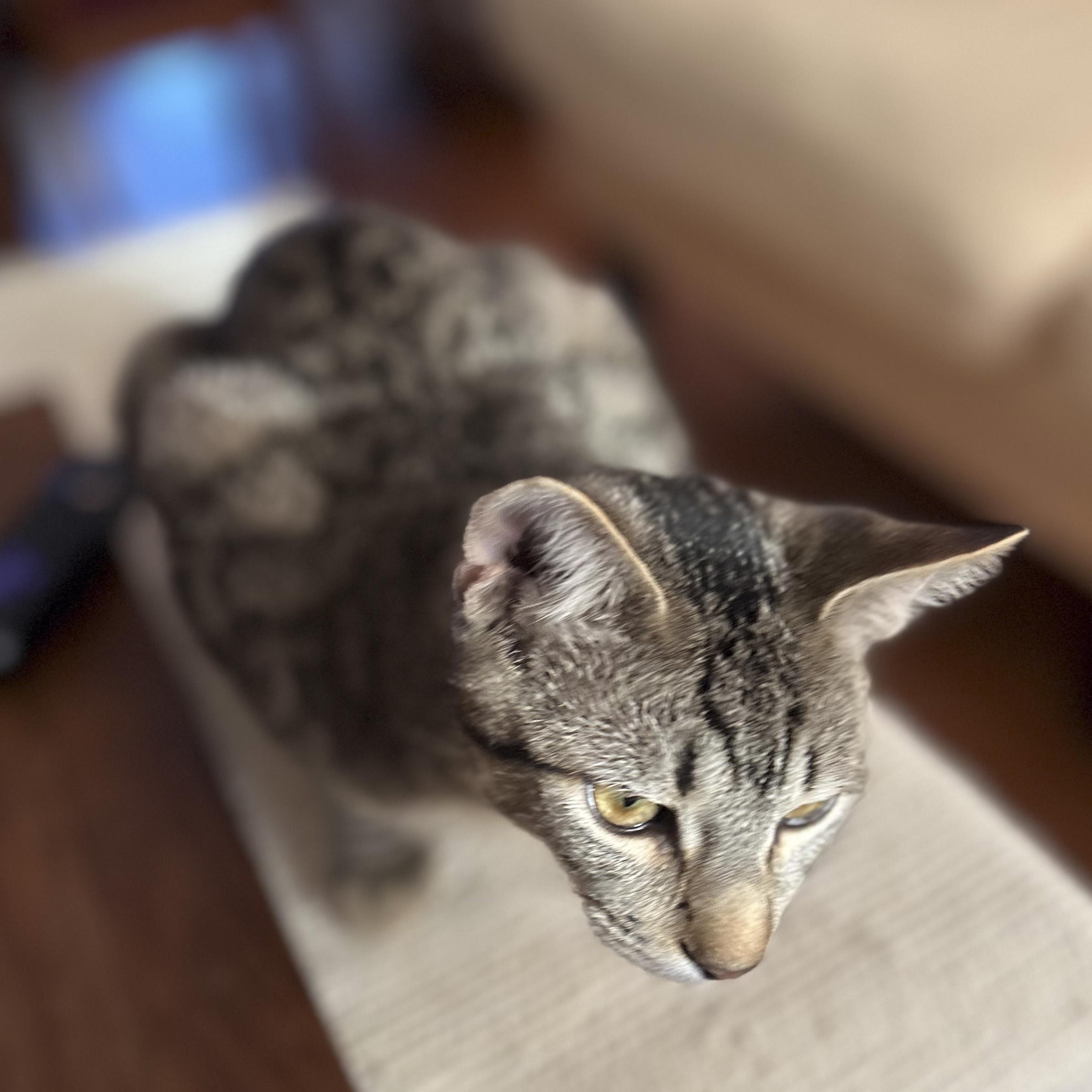 Enlarge Jason, a Adoptable Domestic Short Hair in Fairfield, CA image 2/3