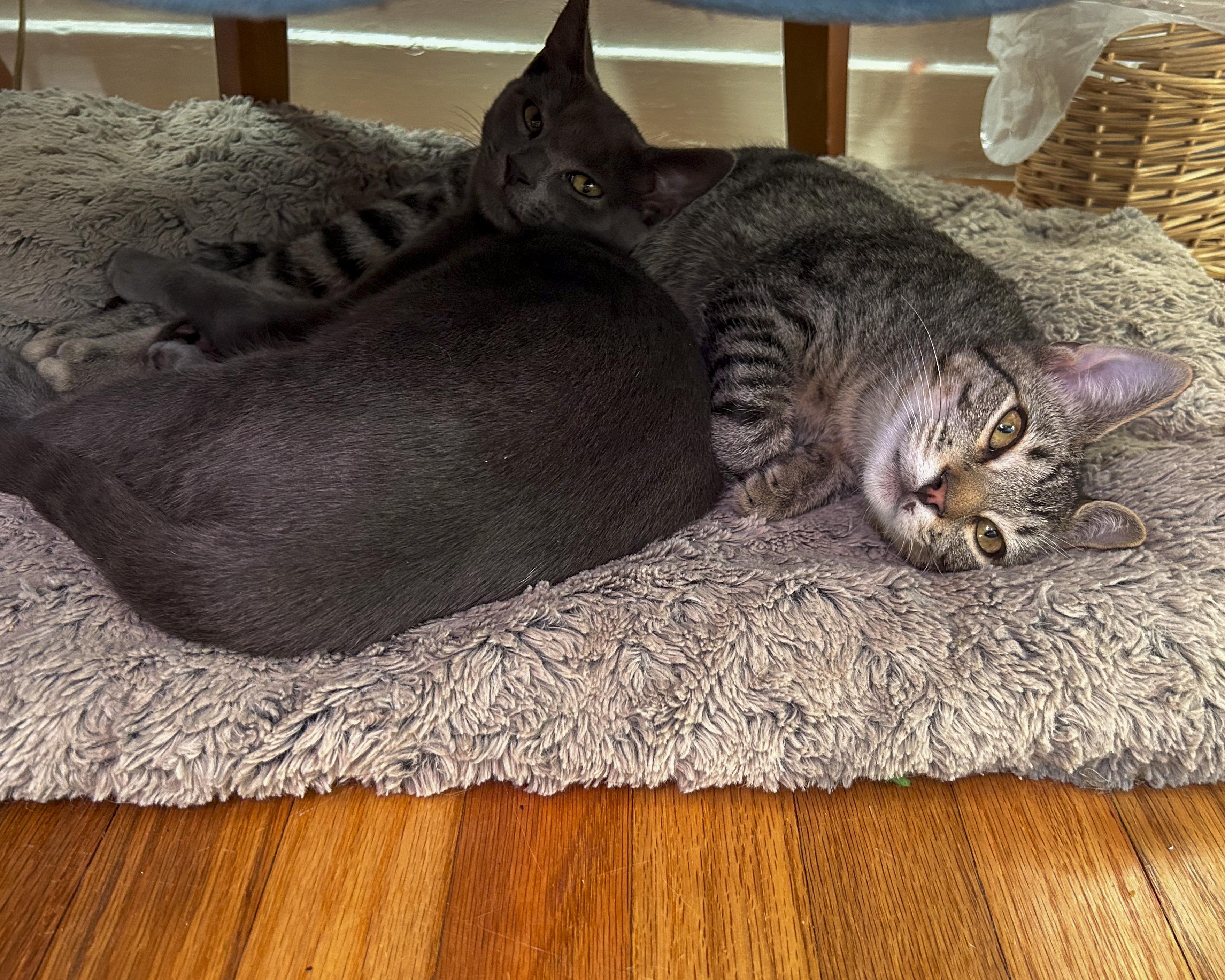 Enlarge Jason, a Adoptable Domestic Short Hair in Fairfield, CA image 3/3