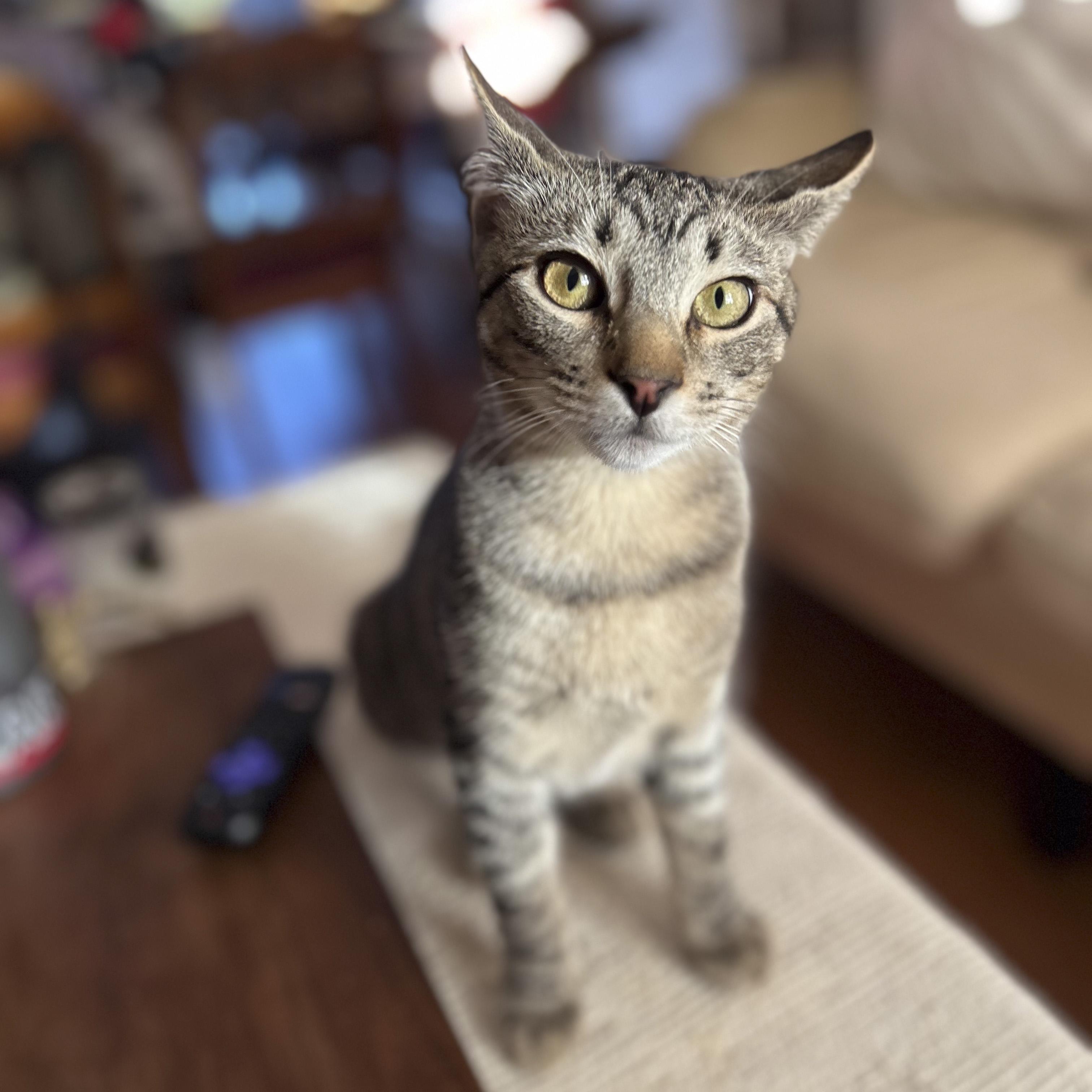 Enlarge Jason, a Adoptable Domestic Short Hair in Fairfield, CA image 1/3