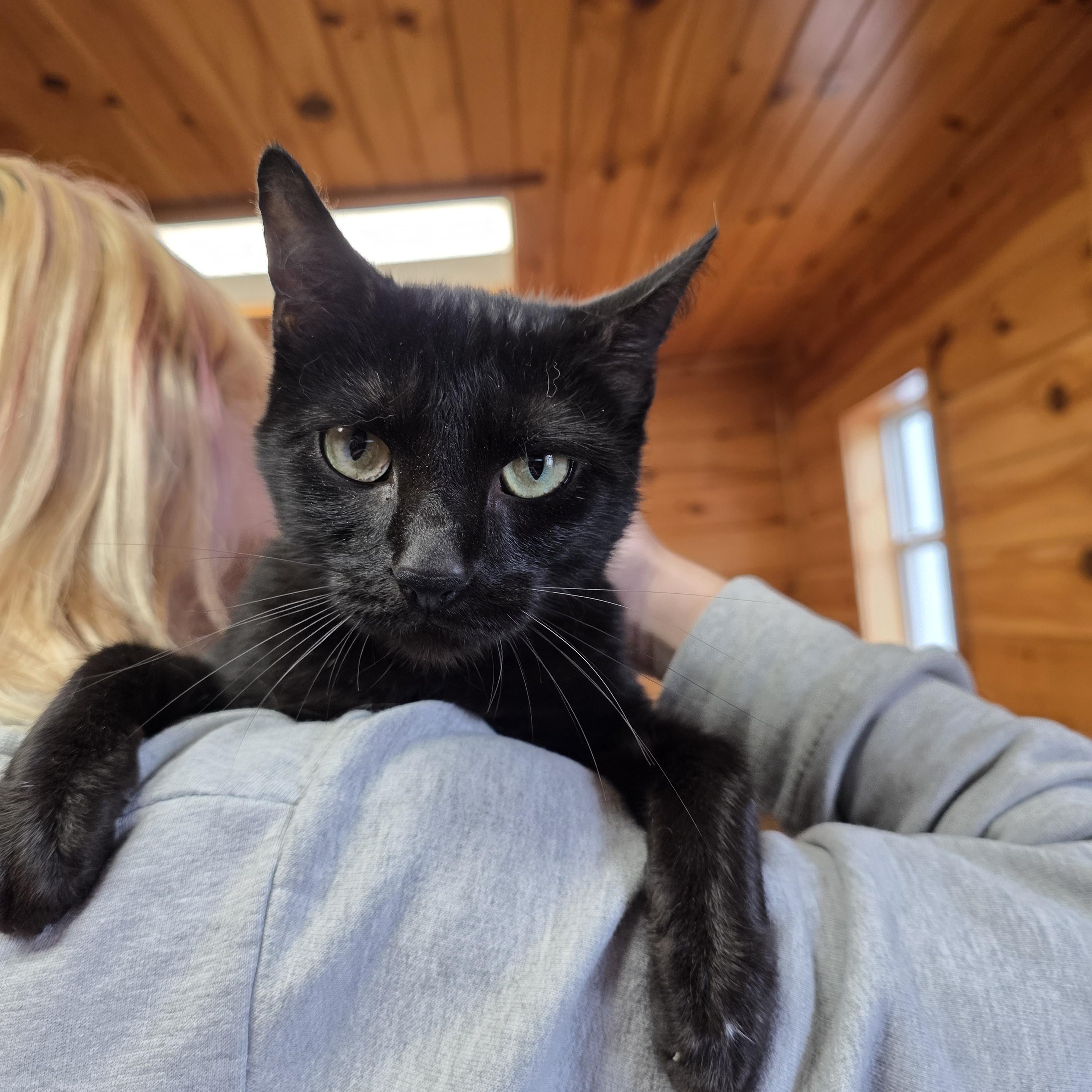 Enlarge Star, a Adoptable Domestic Short Hair in Covington, VA image 1/1