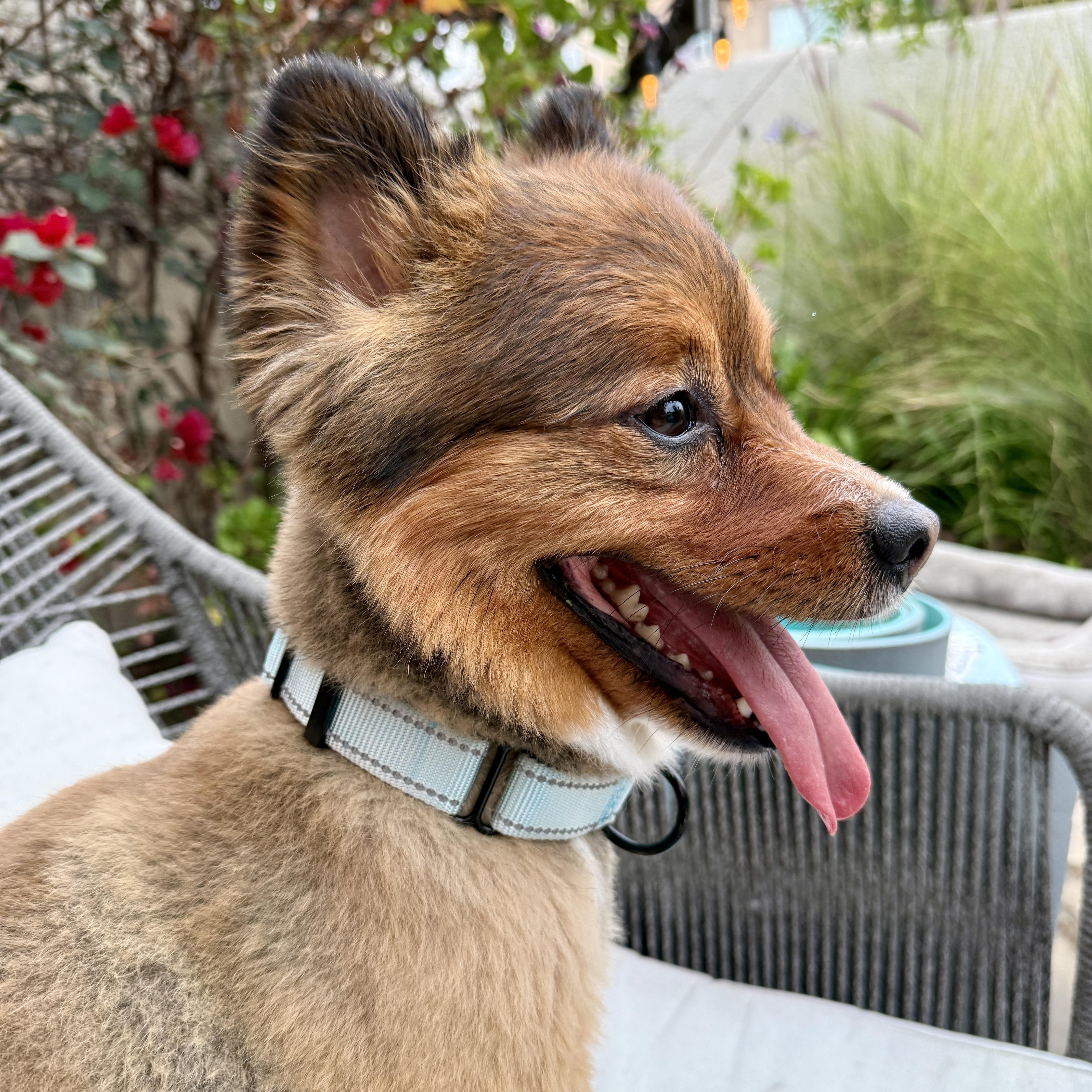 Otis, a ADOPTABLE mixed breed in TEMECULA, CA image 5/6