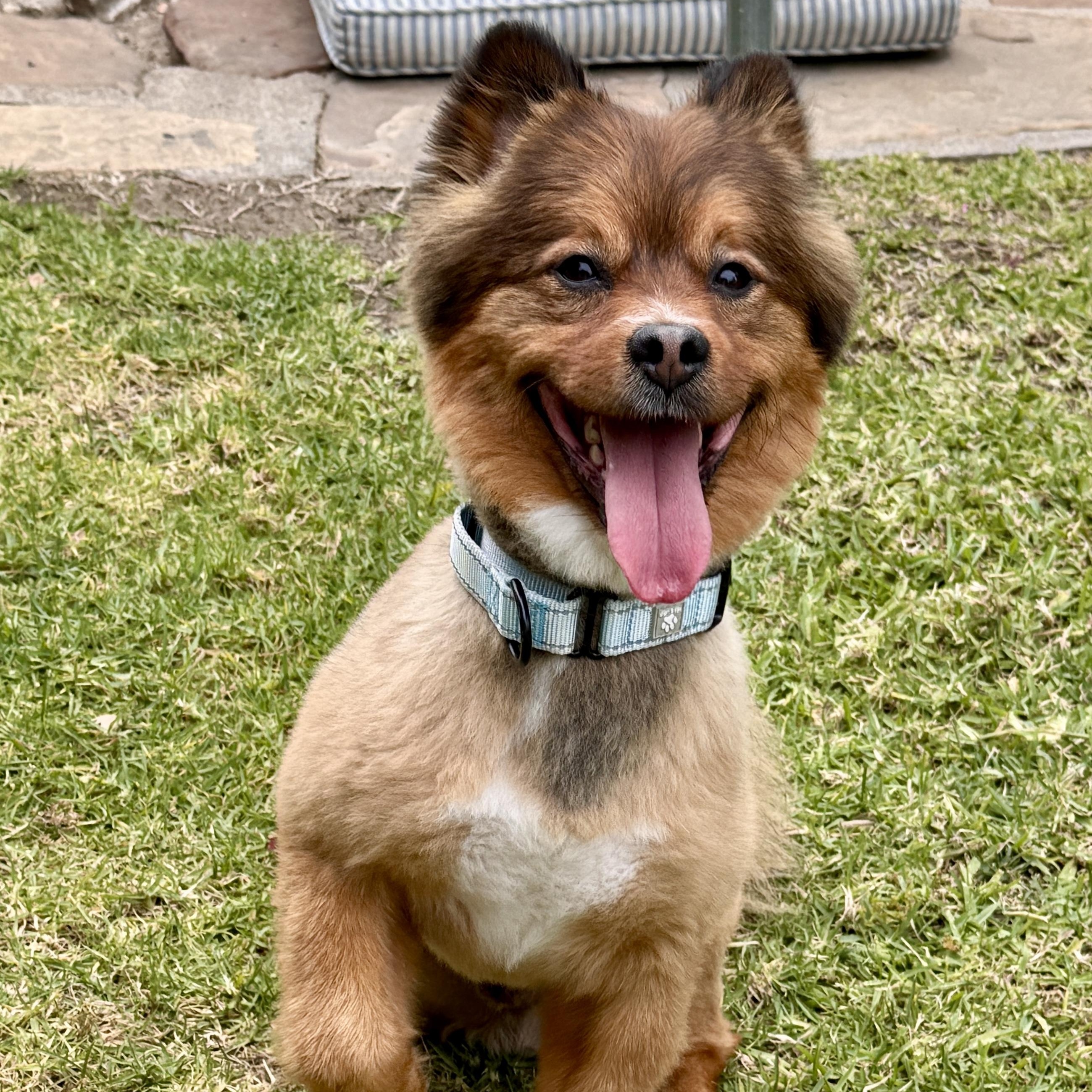 Otis, a ADOPTABLE mixed breed in TEMECULA, CA image 2/6