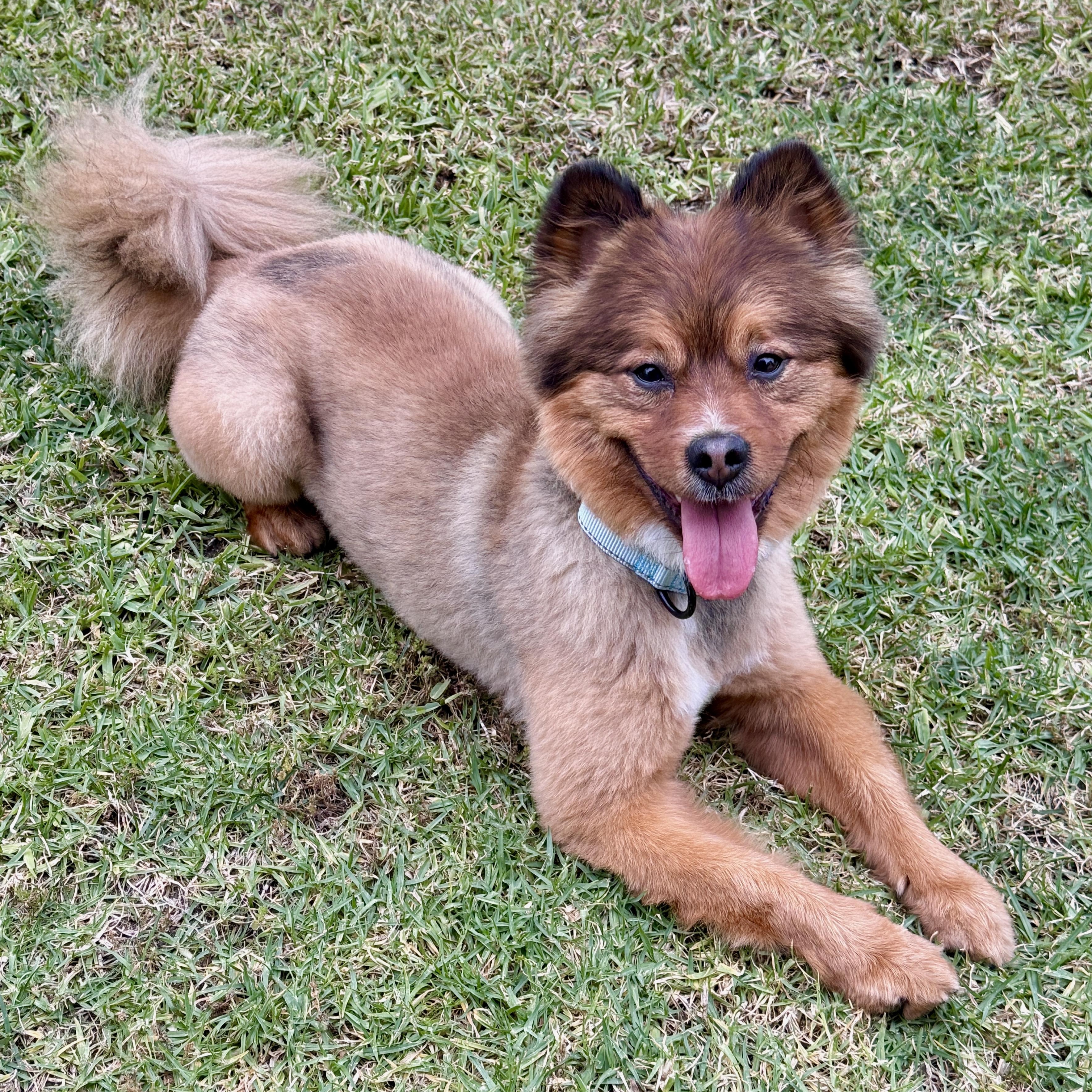 Otis, a ADOPTABLE mixed breed in TEMECULA, CA image 3/6