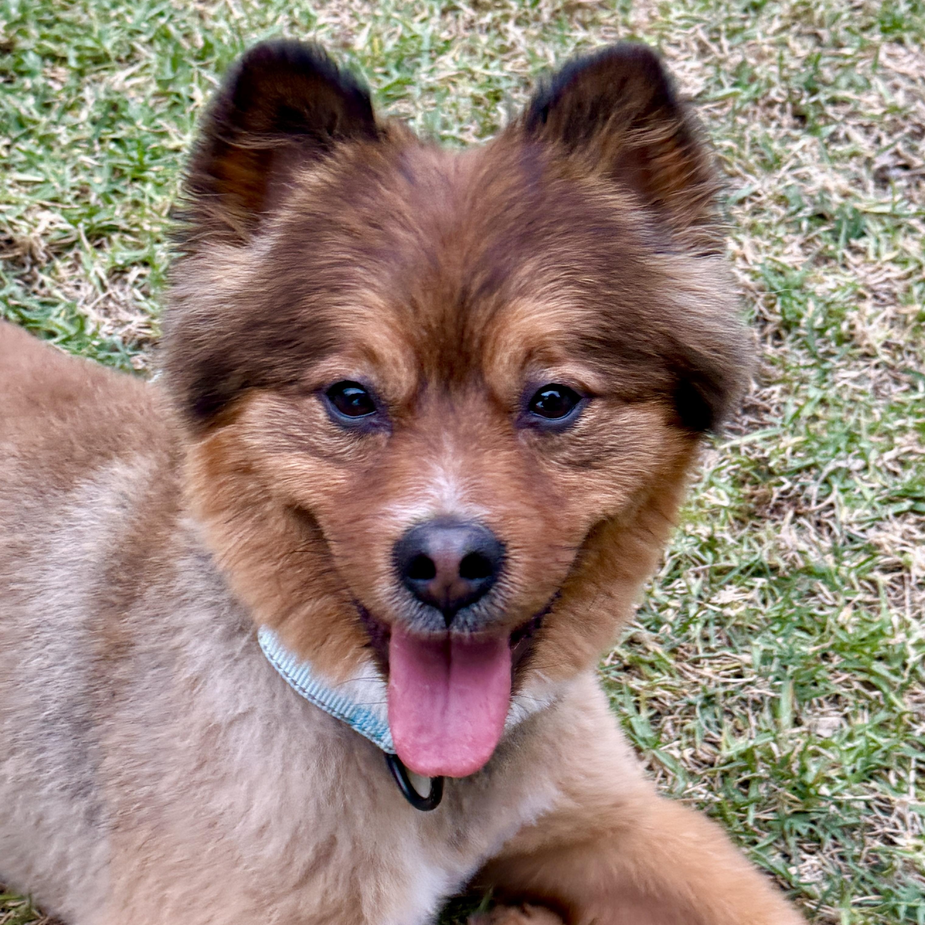 Otis, ADOPTABLE, Young Male Pomeranian & Shiba Inu.