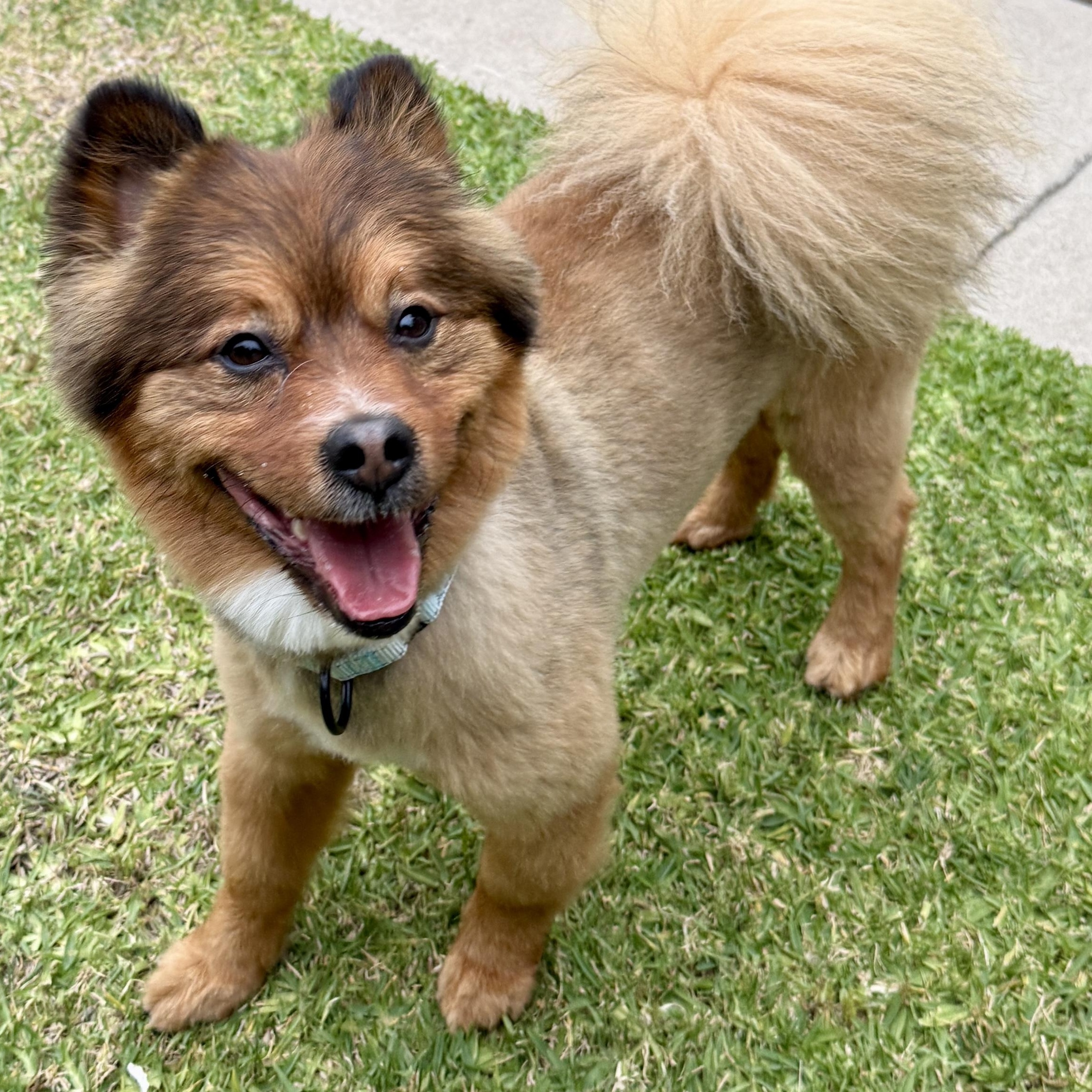 Otis, a ADOPTABLE mixed breed in TEMECULA, CA image 4/6