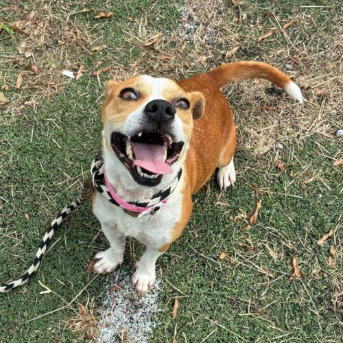 Enlarge Kimberly, a Adoptable mixed breed in Memphis, TN image 1/4
