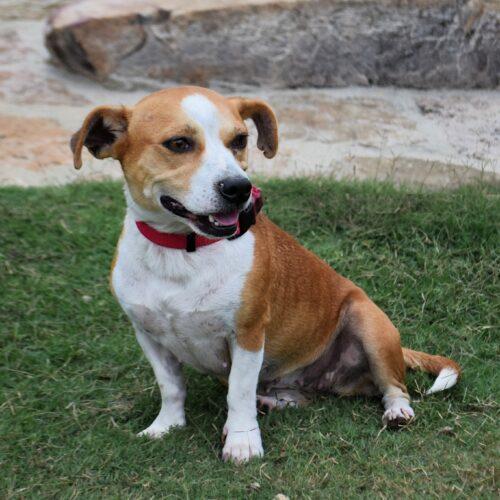 Enlarge Kimberly, a Adoptable mixed breed in Memphis, TN image 2/4