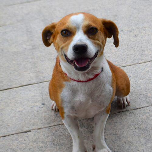 Enlarge Kimberly, a Adoptable mixed breed in Memphis, TN image 3/4