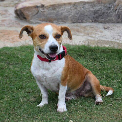 Enlarge Kimberly, a Adoptable mixed breed in Memphis, TN image 4/4