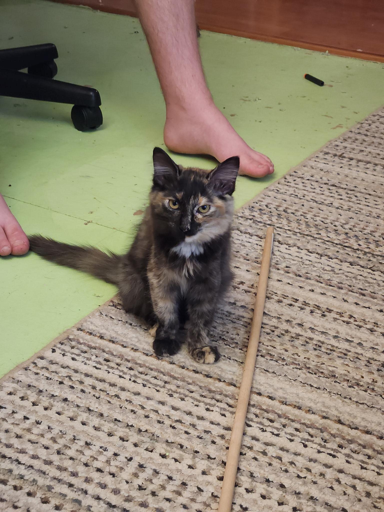 Enlarge Beep, a Adoptable Domestic Short Hair in Heyburn, ID image 1/1
