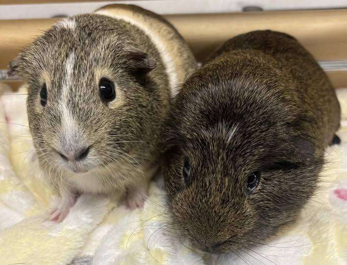 Enlarge Martin & Darby, a Adoptable Guinea Pig in Amherst, NY image 1/1