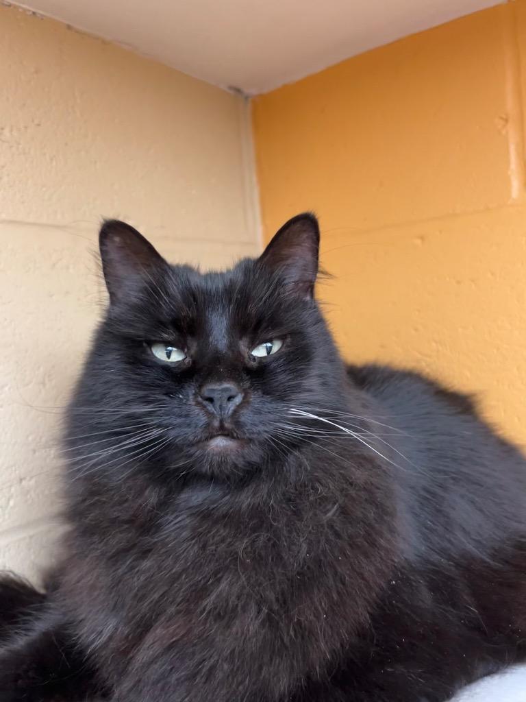 Grapefruit, Adoptable, Senior Female Domestic Long Hair.