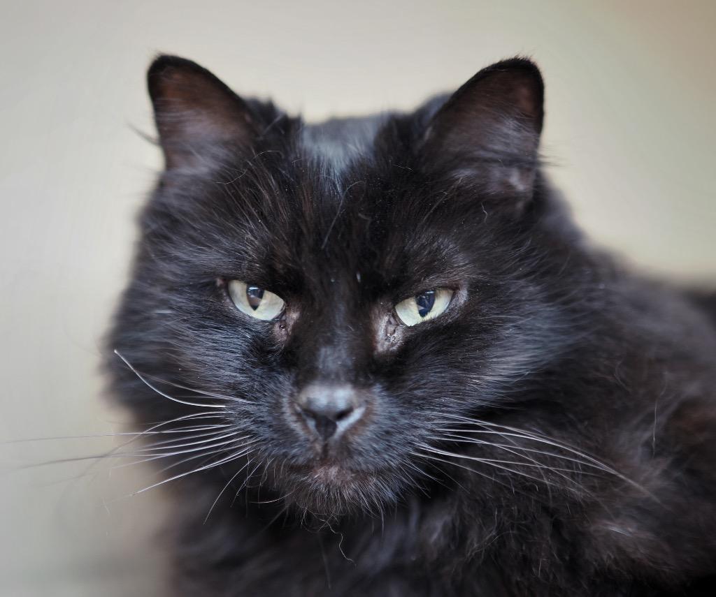 Enlarge Grapefruit, a Adoptable mixed breed in Cincinnati, OH image 2/5