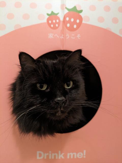 Enlarge Grapefruit, a Adoptable mixed breed in Cincinnati, OH image 1/3