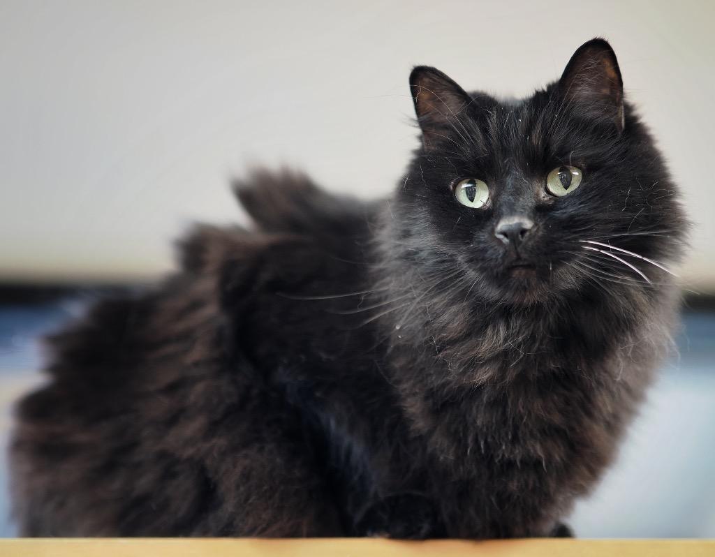 Grapefruit, a Adoptable mixed breed in Cincinnati, OH image 3/6