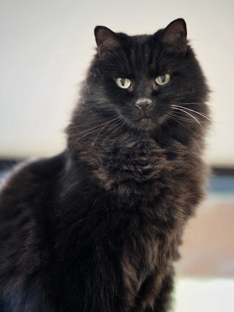 Grapefruit, a Adoptable mixed breed in Cincinnati, OH image 4/6