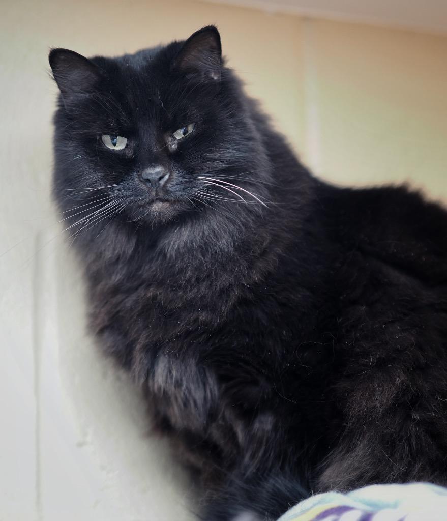 Enlarge Grapefruit, a Adoptable mixed breed in Cincinnati, OH image 2/3