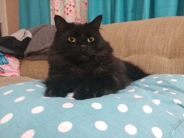 Enlarge Grapefruit, a Adoptable mixed breed in Cincinnati, OH image 3/3