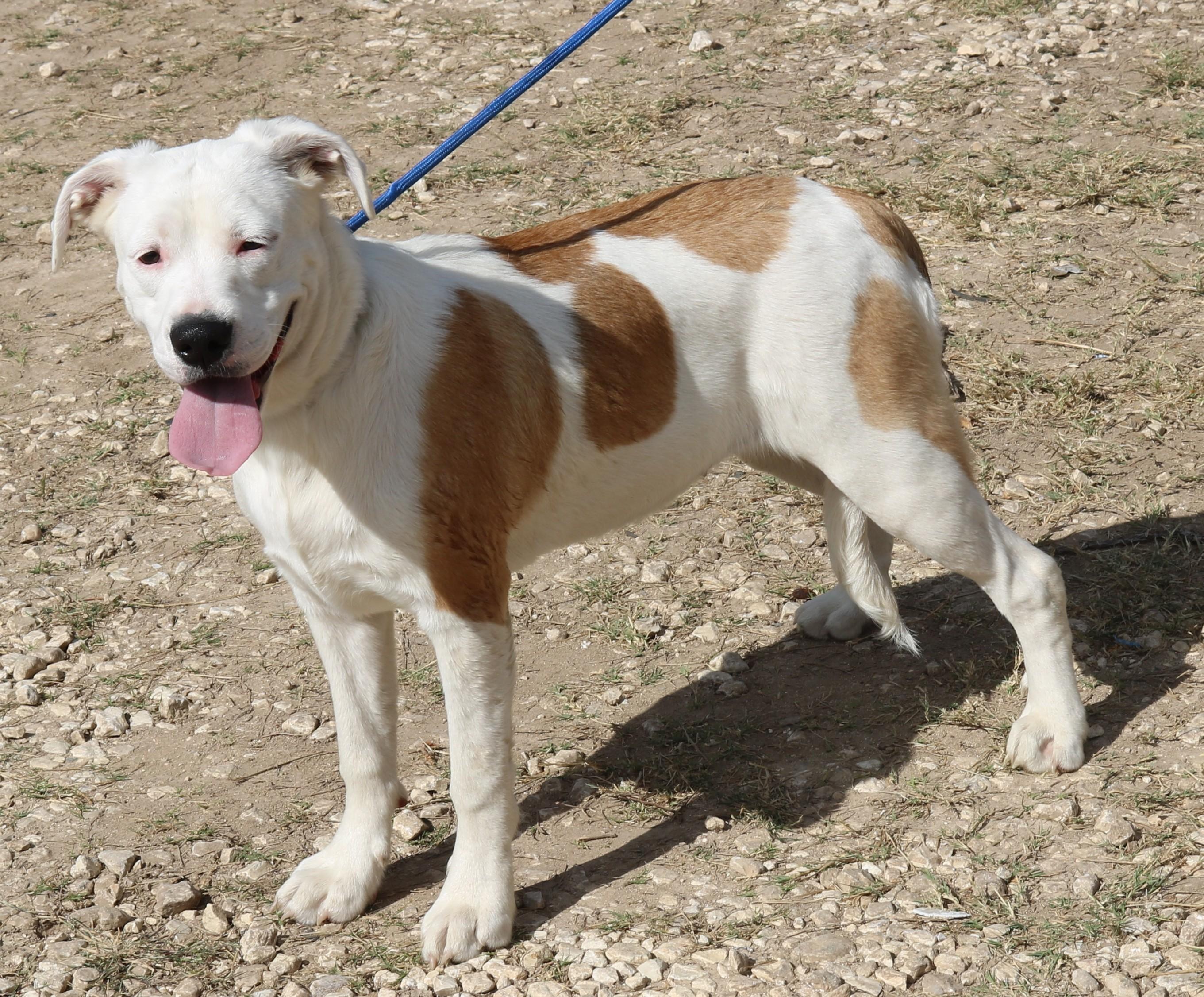 Pocket, Adoptable, Puppy Female Mastiff & Great Pyrenees.