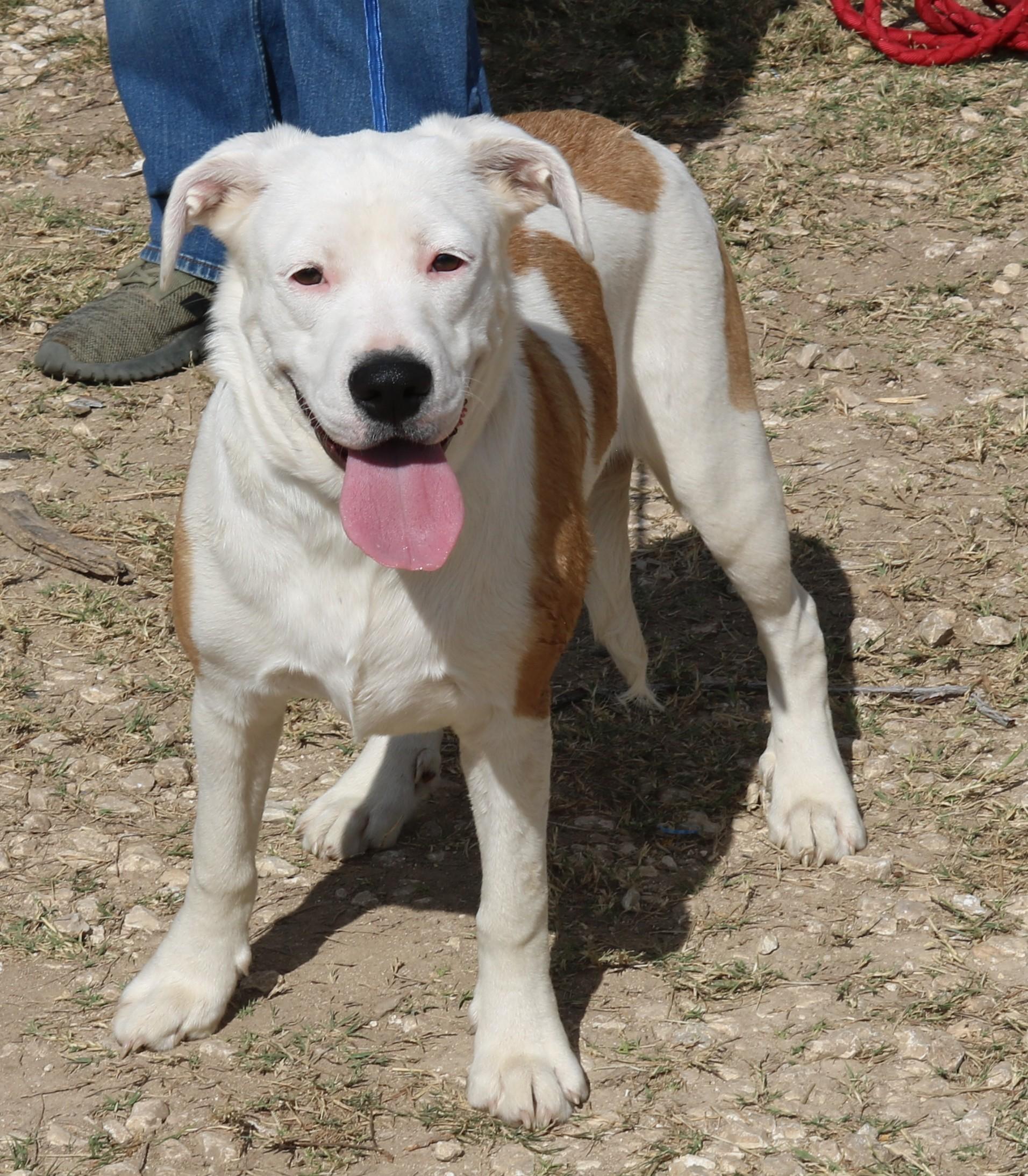 Enlarge Pocket, a Adoptable mixed breed in Bandera, TX image 2/5