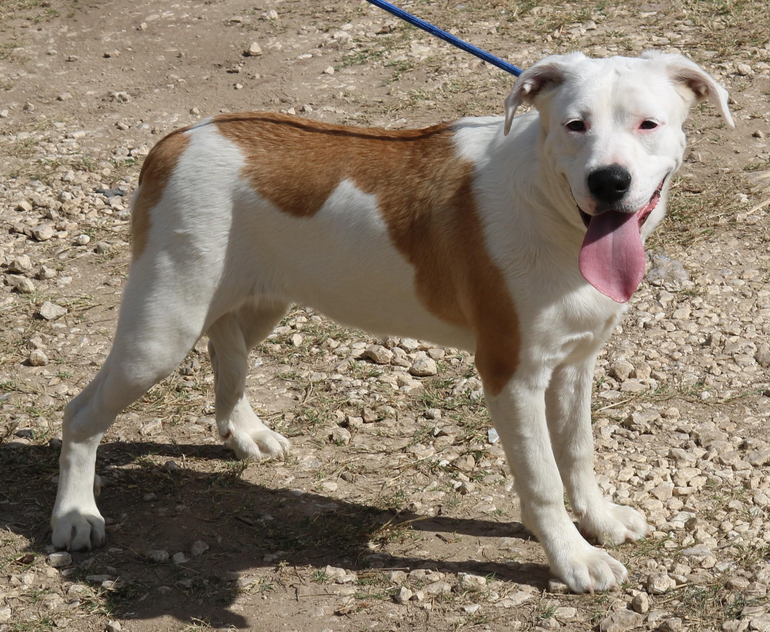 Enlarge Pocket, a Adoptable mixed breed in Bandera, TX image 3/5