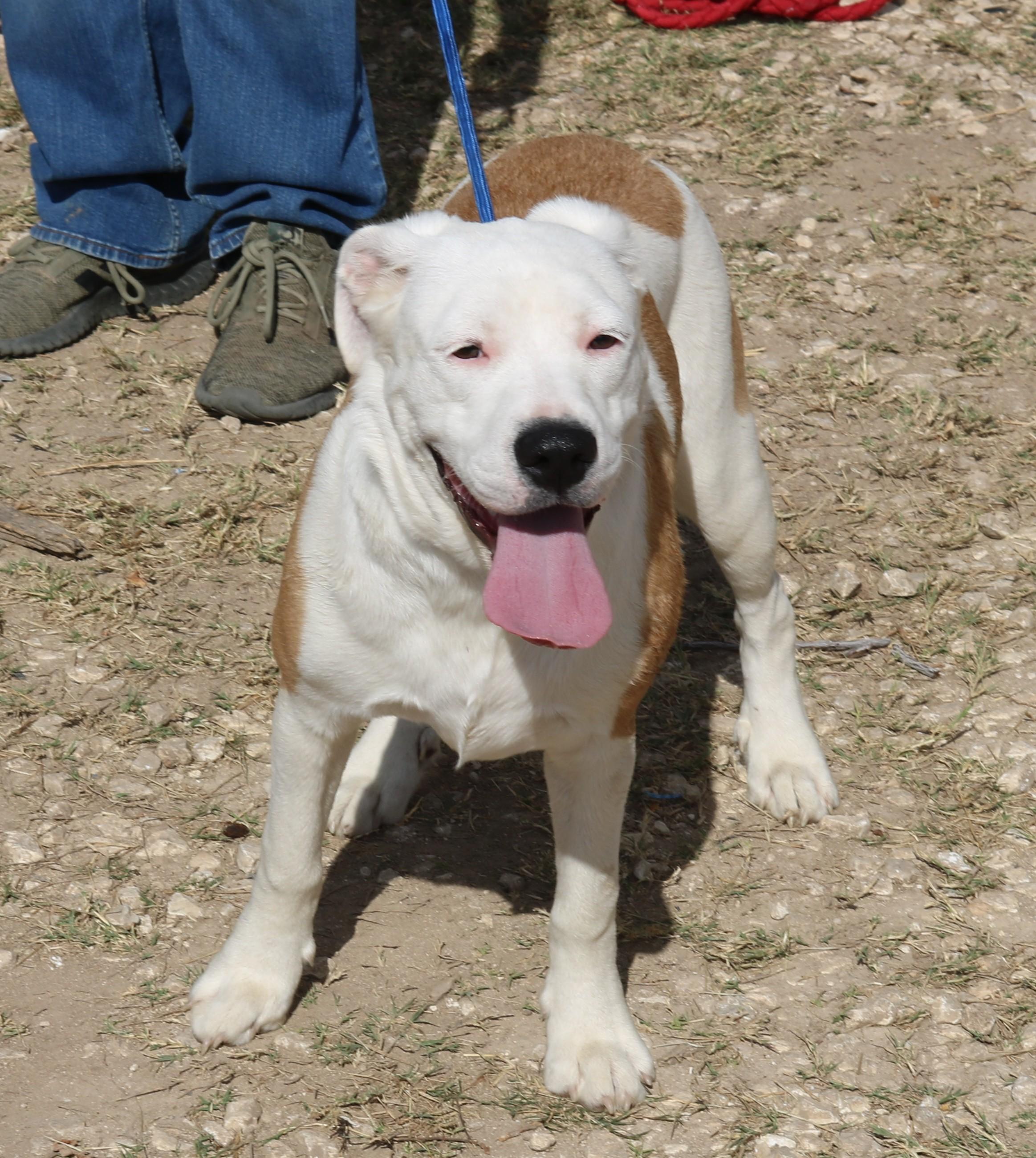 Enlarge Pocket, a Adoptable mixed breed in Bandera, TX image 4/5