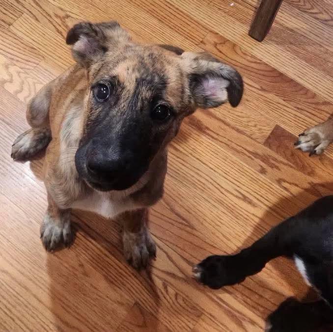 Enlarge Mable, an adopted mixed breed in Grand Island, NE image 2/3